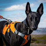 Veldune | Dog Escape-Proof Harness for Whippets and Greyhounds Reflective