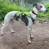 Muzzwick | Dog Escape-Proof Harness for Whippets and Greyhounds Reflective