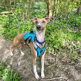Muzzwick | Dog Escape-Proof Harness for Whippets and Greyhounds Reflective