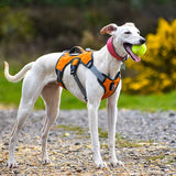 Muzzwick | Dog Escape-Proof Harness for Whippets and Greyhounds Reflective