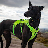 Muzzwick | Dog Escape-Proof Harness for Whippets and Greyhounds Reflective