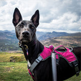 Veldune | Dog Escape-Proof Harness for Whippets and Greyhounds Reflective